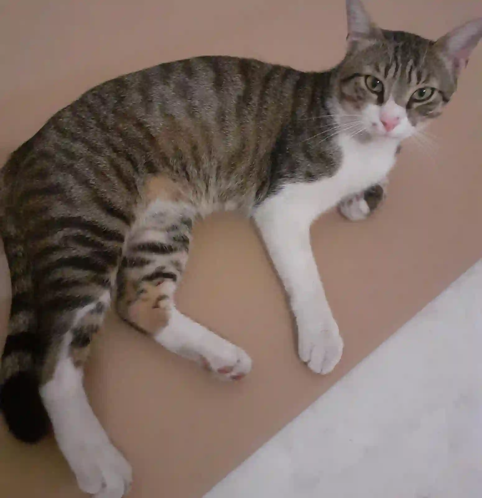 Chat Perdu 92 Hauts-de-Seine - Isahia Chat Perdu 92 Hauts-de-Seine - Isahia