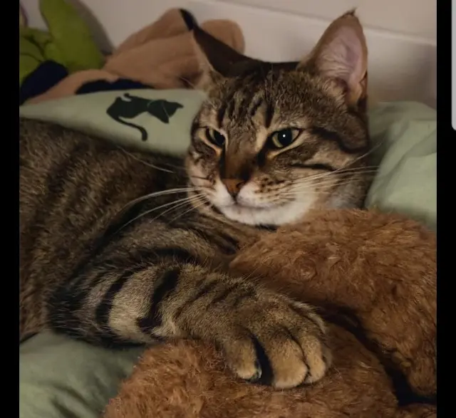 chat lost   92600 Asnières-sur-Seine Joey