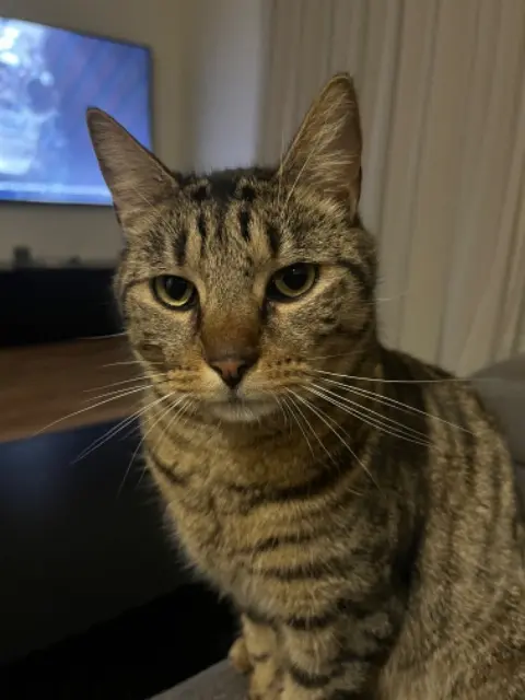 Kater vermisst 92140 Clamart Keiko Kater lost 92140 Clamart Keiko