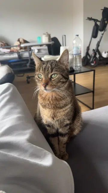 cat lost   92600 Asnières-sur-Seine Kovu