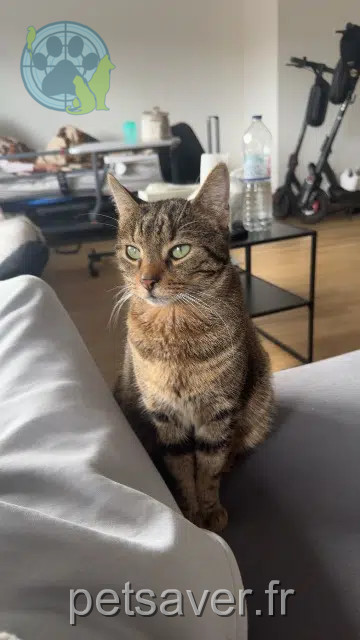 gato perdido 92600 Asnières-sur-Seine Kovu gato lost 92600 Asnières-sur-Seine Kovu