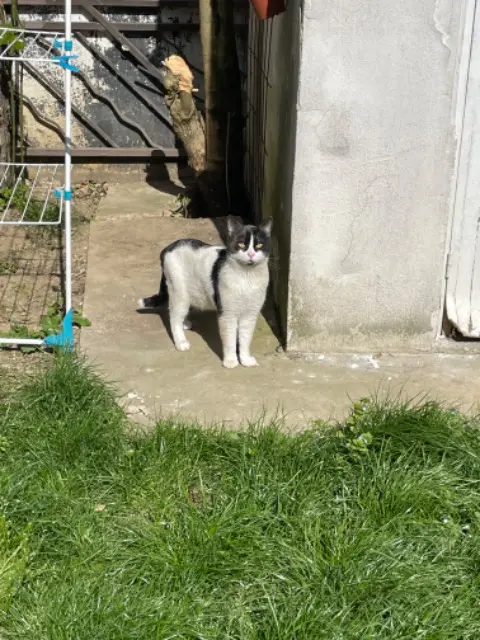 chat lost   92140 Clamart Law