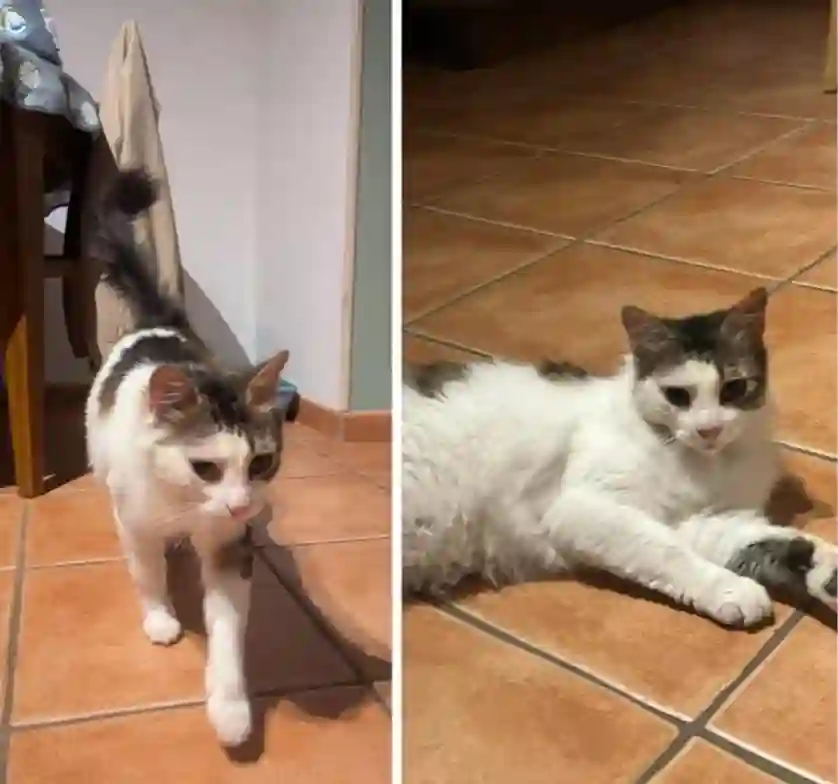 Chat Perdu 92 Hauts-de-Seine - Leopold-jack Chat Perdu 92 Hauts-de-Seine - Leopold-jack