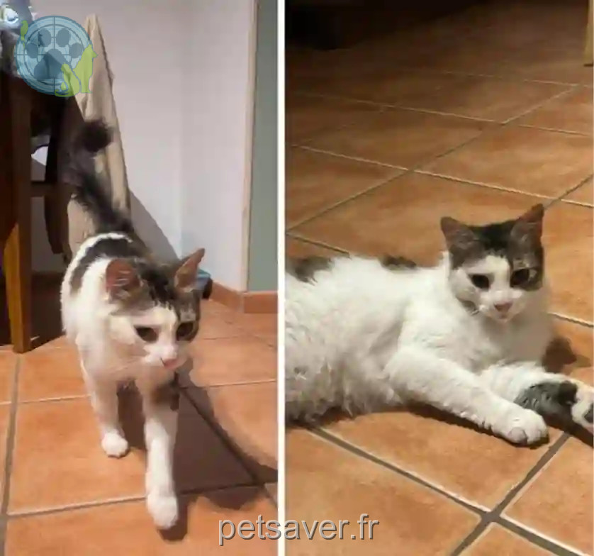 Chat Perdu 92 Hauts-de-Seine - Leopold-jack Chat Perdu 92 Hauts-de-Seine - Leopold-jack