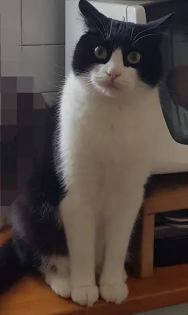 chat lost   92310 Sèvres Lipton