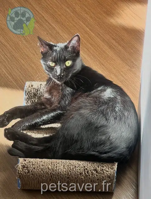 chat lost   92130 Issy-les-Moulineaux Lupin