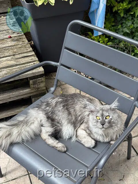 chat lost   92700 Colombes Léon