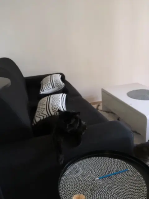 chat lost   92420 Vaucresson Max