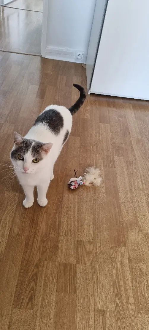 Chat Perdu 92 Hauts-de-Seine - Max Chat Perdu 92 Hauts-de-Seine - Max