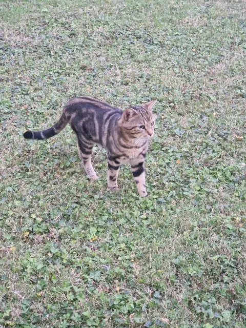 chat lost   92700 Colombes Maza