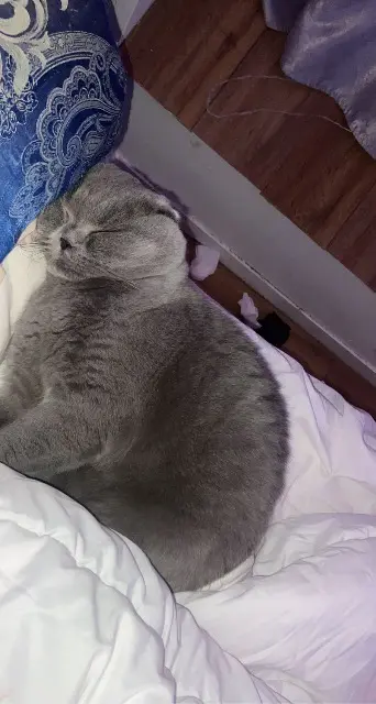chat lost   92130 Issy-les-Moulineaux Meuda