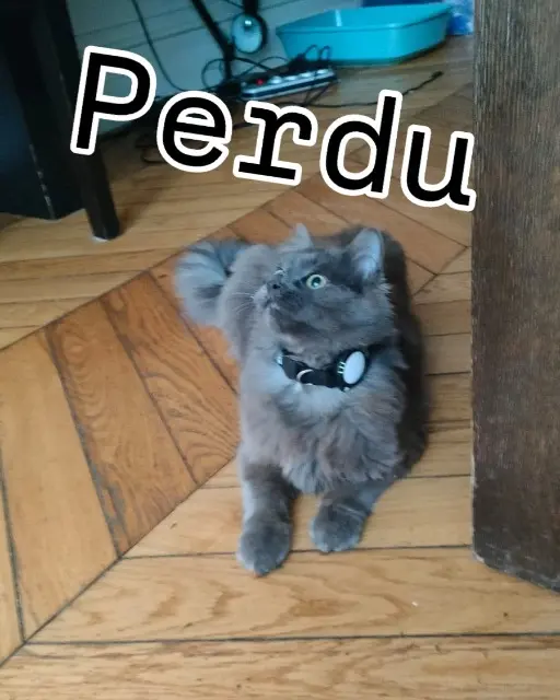 chat lost   92210 Saint-Cloud Michoko