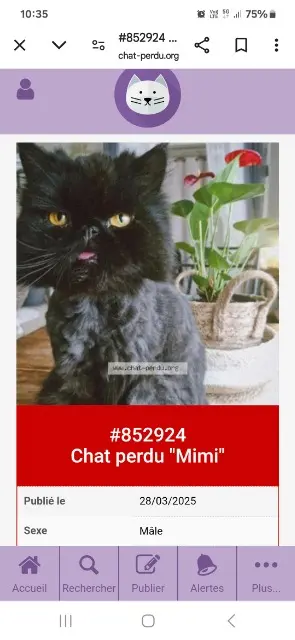 chat perdu 92170 Vanves Mimi chat lost 92170 Vanves Mimi