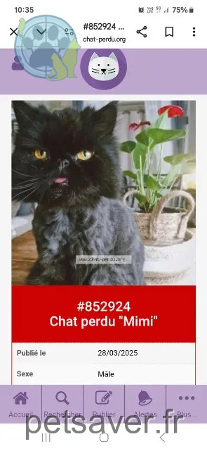 chat perdu 92170 Vanves Mimi chat lost 92170 Vanves Mimi