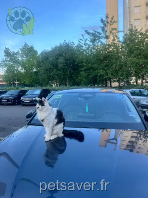 chat lost   92000 Nanterre Mino