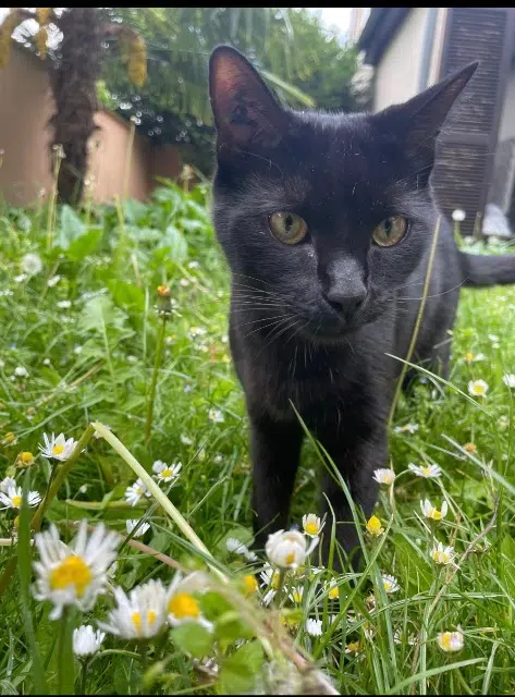 chat lost   92500 Rueil-Malmaison Moon