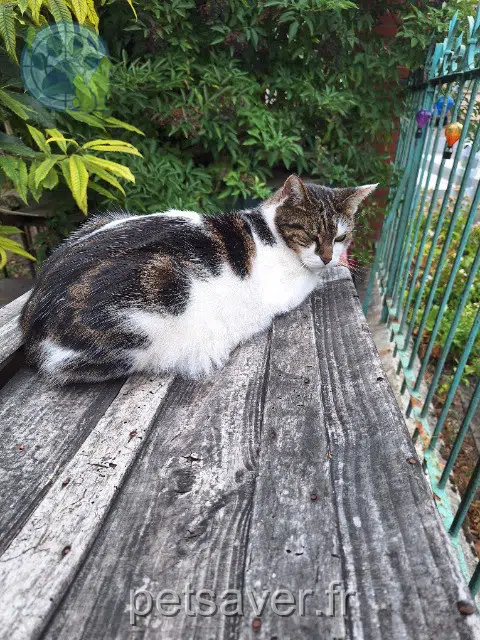 chat perdu 92160 Antony Mycroft chat lost 92160 Antony Mycroft