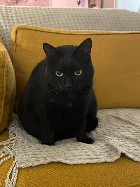 chat lost   92320 Châtillon Noctali