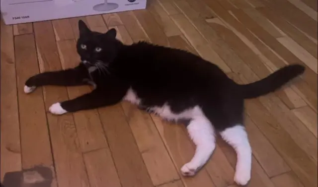 chat lost   92380 Garches Nounours