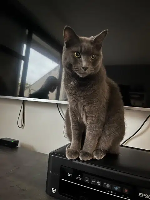 chat lost   92160 Antony Odin