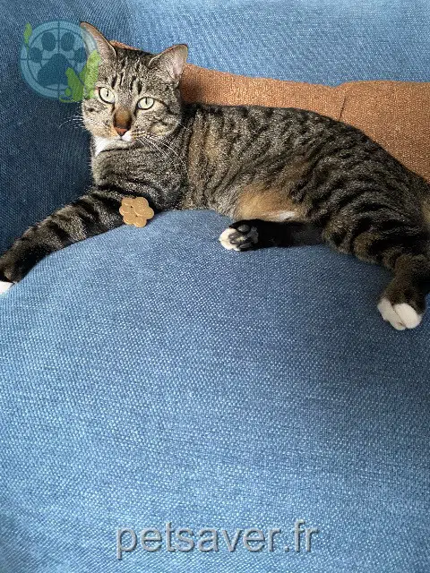chat lost   92210 Saint-Cloud Onyx