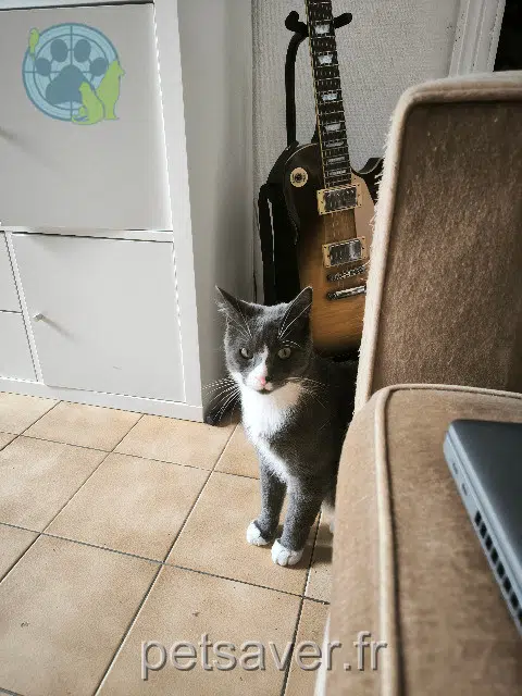 chat lost 92120 Montrouge Opi