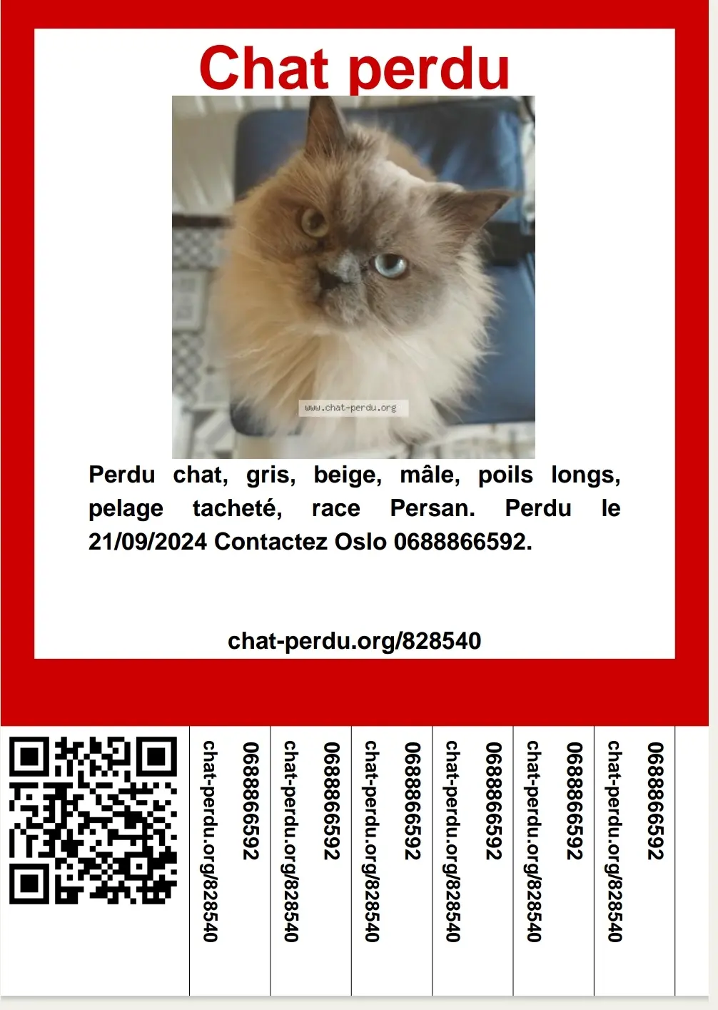 Chat Perdu 92 Hauts-de-Seine - Oslo Chat Perdu 92 Hauts-de-Seine - Oslo