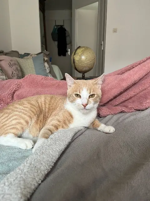 chat lost   92500 Rueil-Malmaison Patapouf