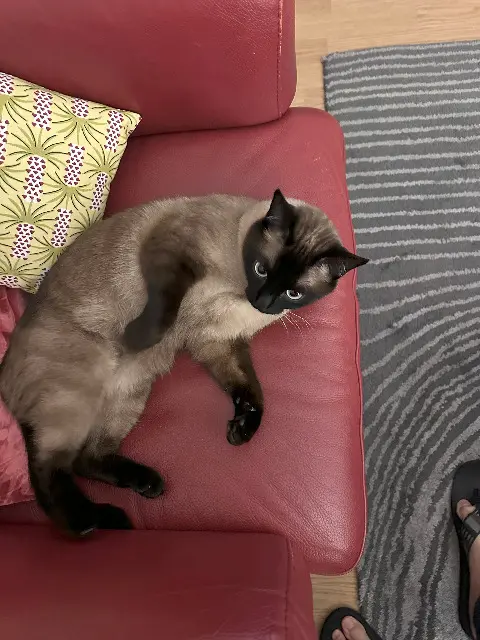 chat lost   92600 Asnières-sur-Seine pearl