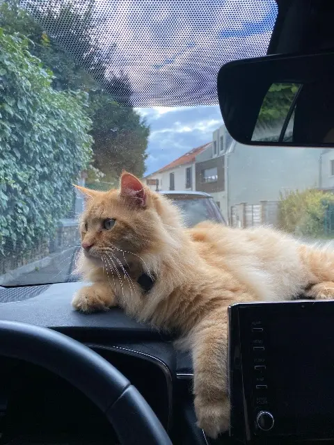 chat lost   92320 Châtillon Pirate