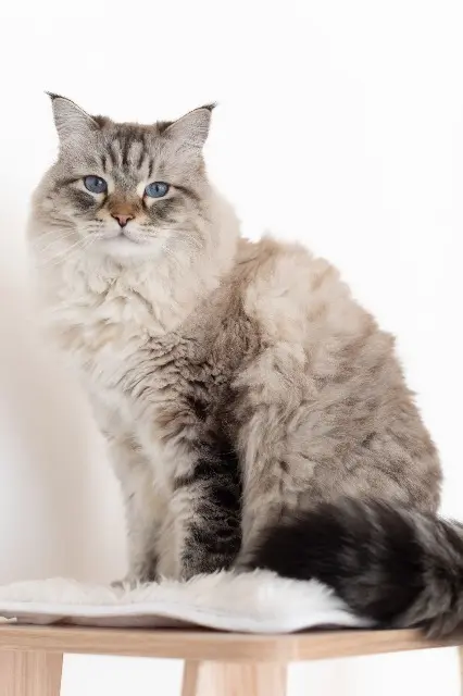chat lost   92130 Issy-les-Moulineaux Pixel