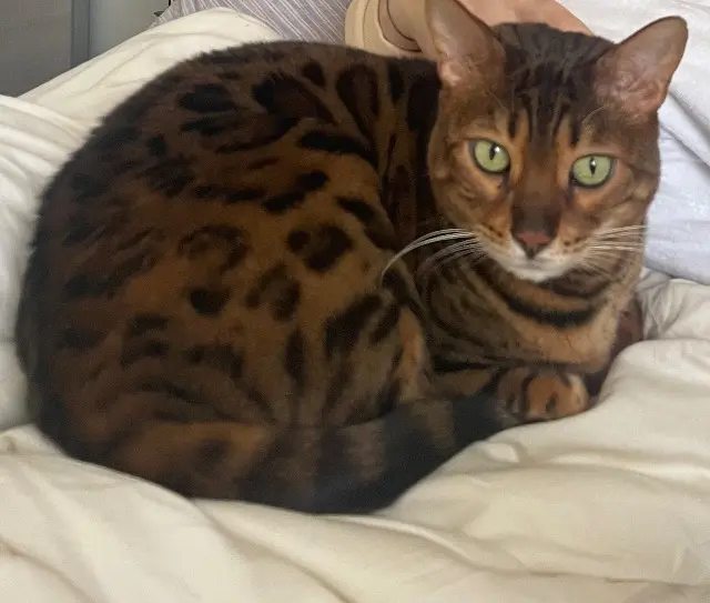 chat lost   92170 Vanves Popeye