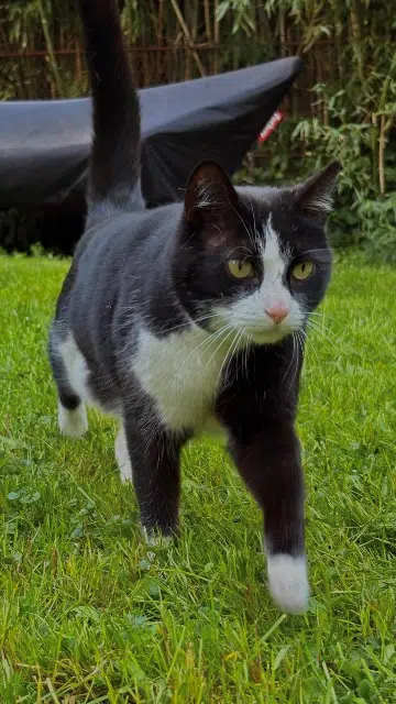 chat lost   92290 Châtenay-Malabry Popper