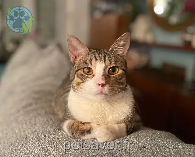 gatto lost   92320 Châtillon Pops