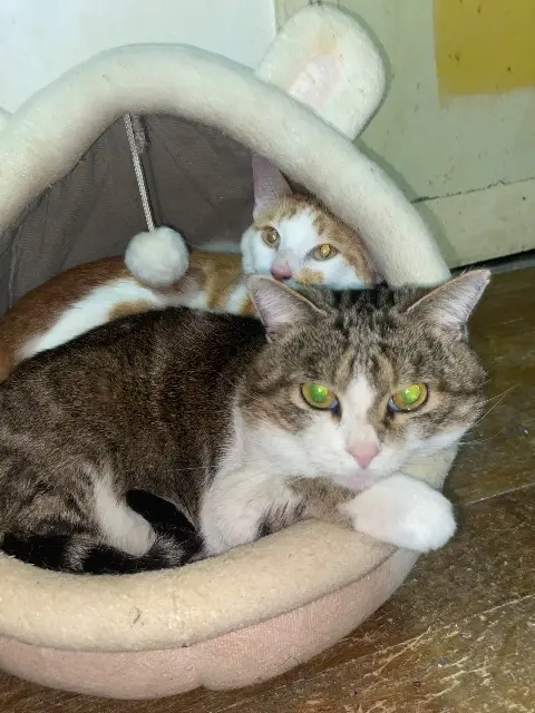 Kater vermisst 92500 Rueil-Malmaison Poupette Kater lost 92500 Rueil-Malmaison Poupette