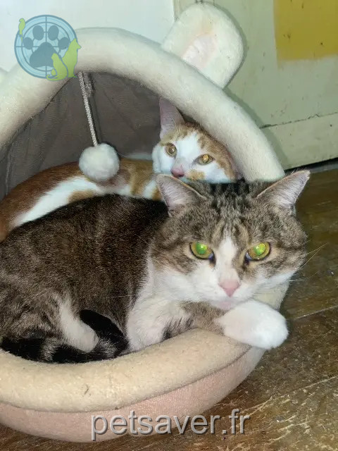 kater vermist 92500 Rueil-Malmaison Poupette kater lost 92500 Rueil-Malmaison Poupette