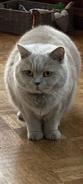 chat lost   92140 Clamart Poupy