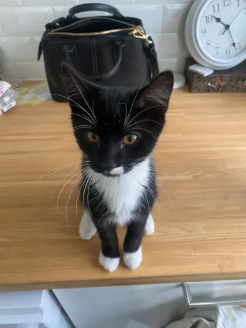 chat lost   92350 Le Plessis-Robinson Raoul