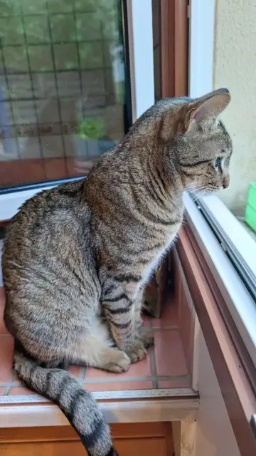 chat lost   92500 Rueil-Malmaison Raoult