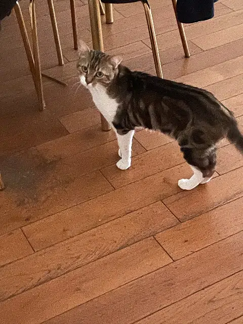 chat lost   92600 Asnières-sur-Seine Rillo