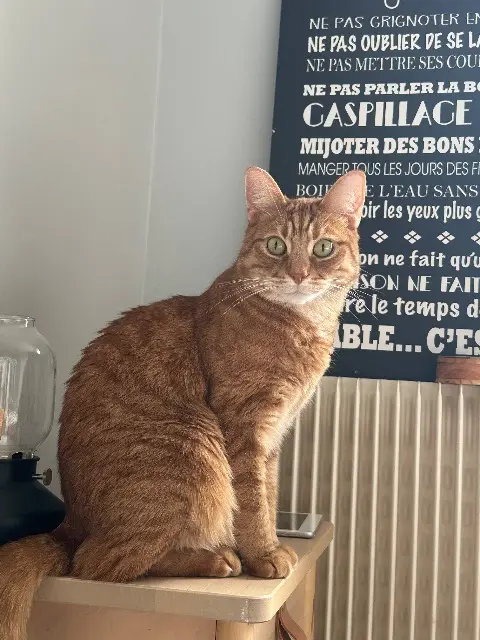 gatto perso 92130 Issy-les-Moulineaux Rodéo gatto lost 92130 Issy-les-Moulineaux Rodéo