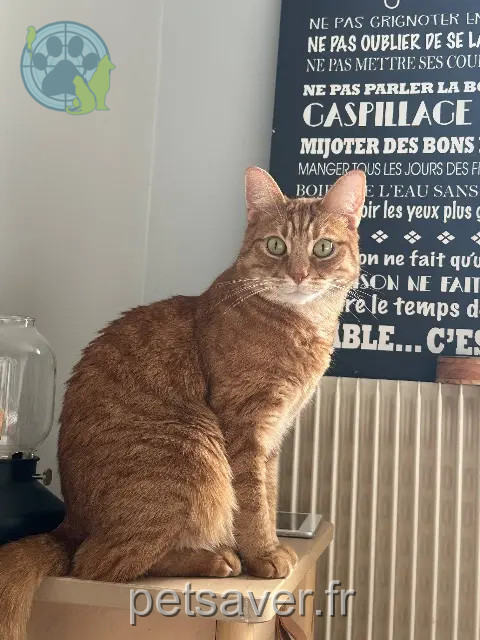 cat lost 92130 Issy-les-Moulineaux Rodéo cat lost 92130 Issy-les-Moulineaux Rodéo