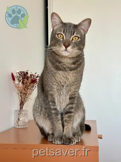 chat perdu 92400 Courbevoie Roméo chat lost 92400 Courbevoie Roméo