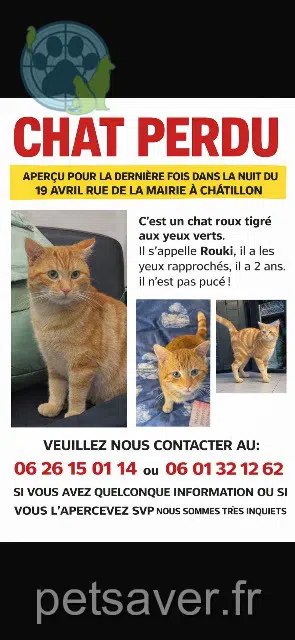 gatto lost   92320 Châtillon Rouki