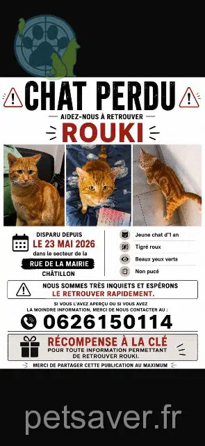 chat perdu 92320 Châtillon Rouki chat lost 92320 Châtillon Rouki