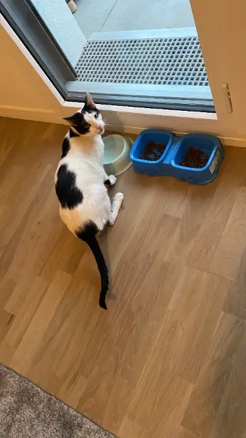chat lost   92290 Châtenay-Malabry SAMBA