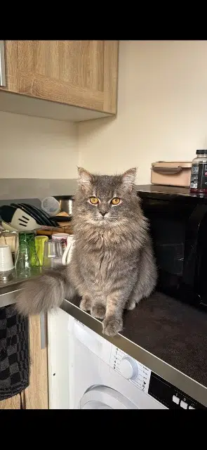 chat lost   92110 Clichy Saphir