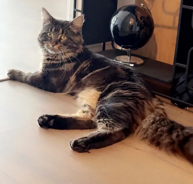 chat lost   92700 Colombes Seasmoke