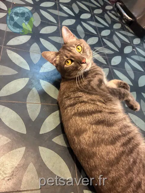 chat lost 92210 Saint-Cloud Shizou