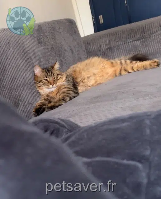 chat lost   92390 Villeneuve-la-Garenne Silas